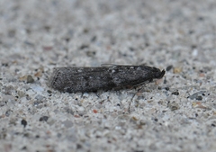 Pyla fusca
