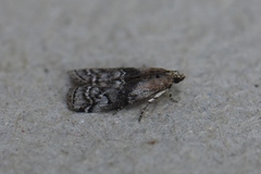 Sciota subcaesiella