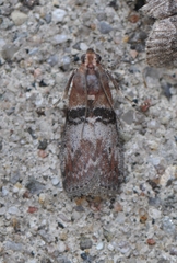 Sciota vetustella