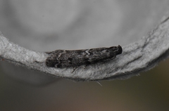 Ortholepis pasadamia