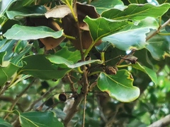 Ocotea obtusata