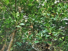 Ocotea obtusata