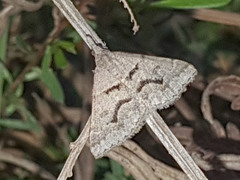 Dichromodes mesogonia
