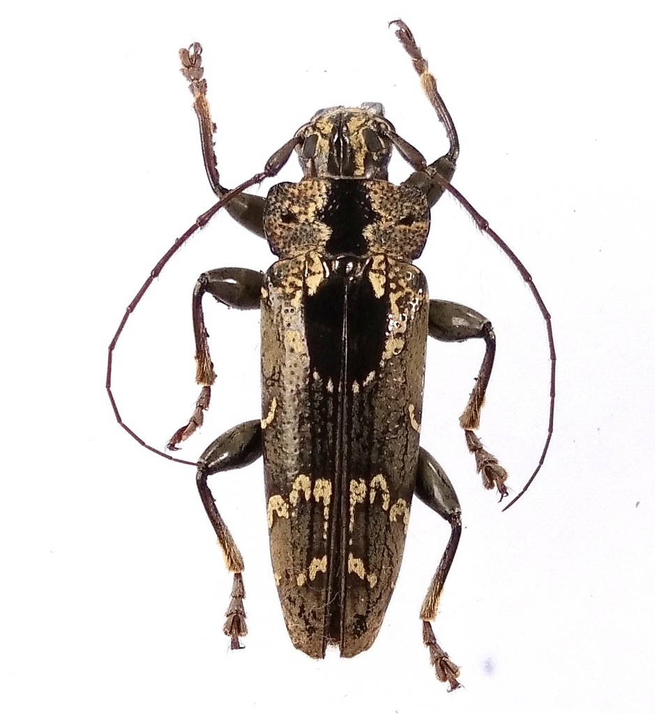 Tmesisternus adspersarius