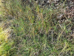 Pavonia columella