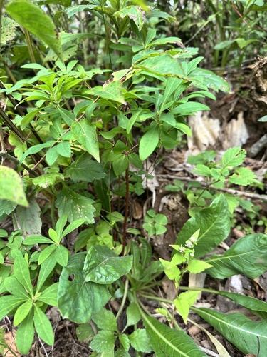 Euphorbia sieboldiana, photograph 3