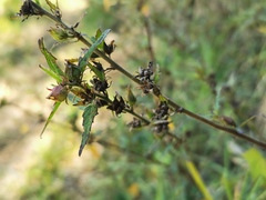 Pavonia columella