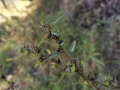 Pavonia columella