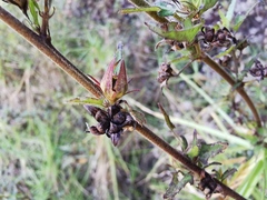 Pavonia columella