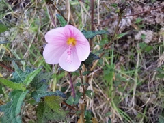 Pavonia columella