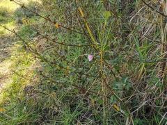 Pavonia columella