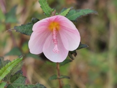 Pavonia columella