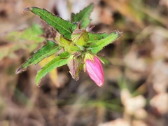 Pavonia columella