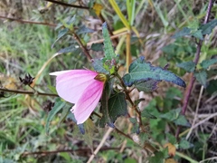 Pavonia columella