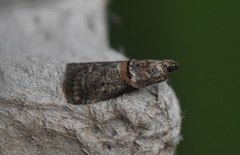 Acrobasis caryae