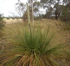 Xanthorrhoea caespitosa