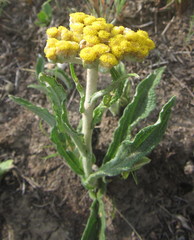 Helichrysum pallidum