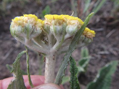 Helichrysum pallidum