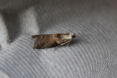 Acrobasis palliolella
