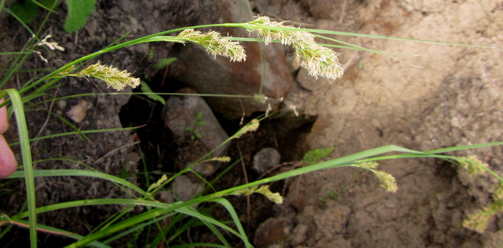 Carex pseudorufa