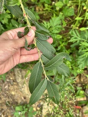 Salix gracilistyla, photograph (c) Tatyana Petrenko, some rights reserved (CC BY)