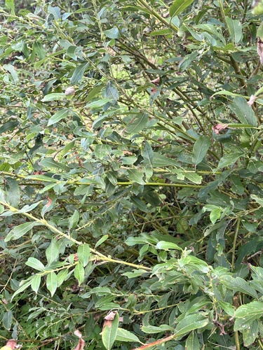 Salix gracilistyla, photograph 5