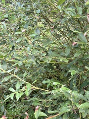 Salix gracilistyla, photograph (c) Tatyana Petrenko, some rights reserved (CC BY)