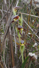 Lyperanthus serratus