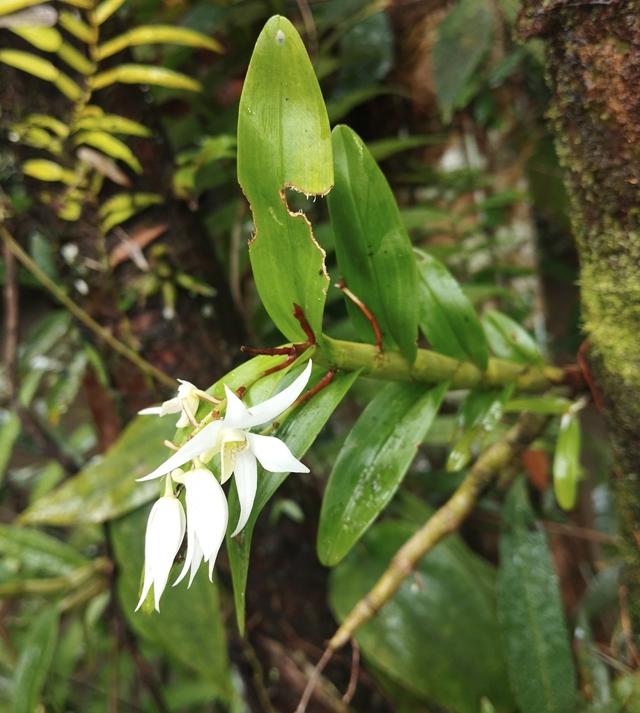 Dendrobium cuspidatum Lindl.
