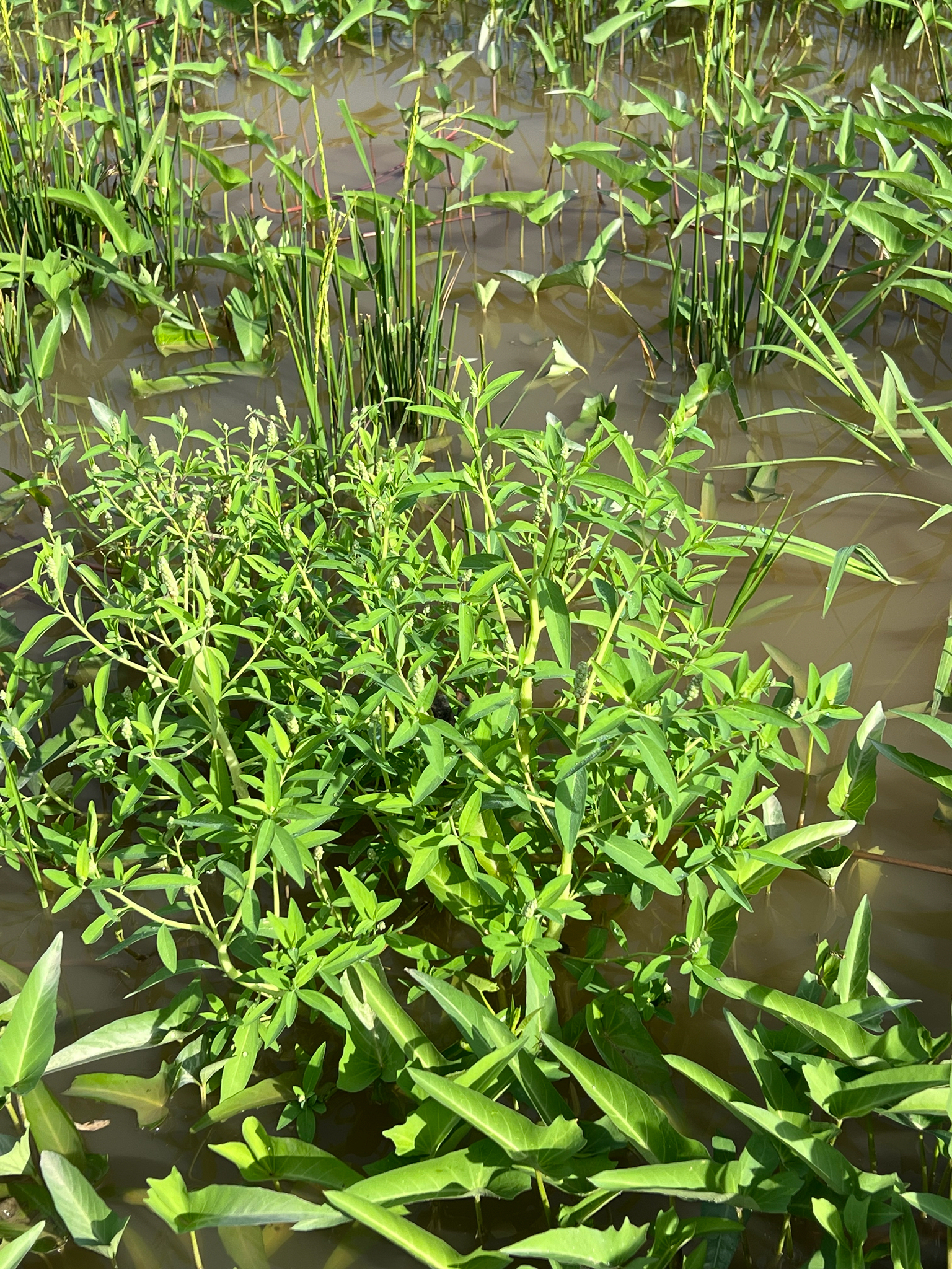 Sphenoclea zeylanica — ảnh 2