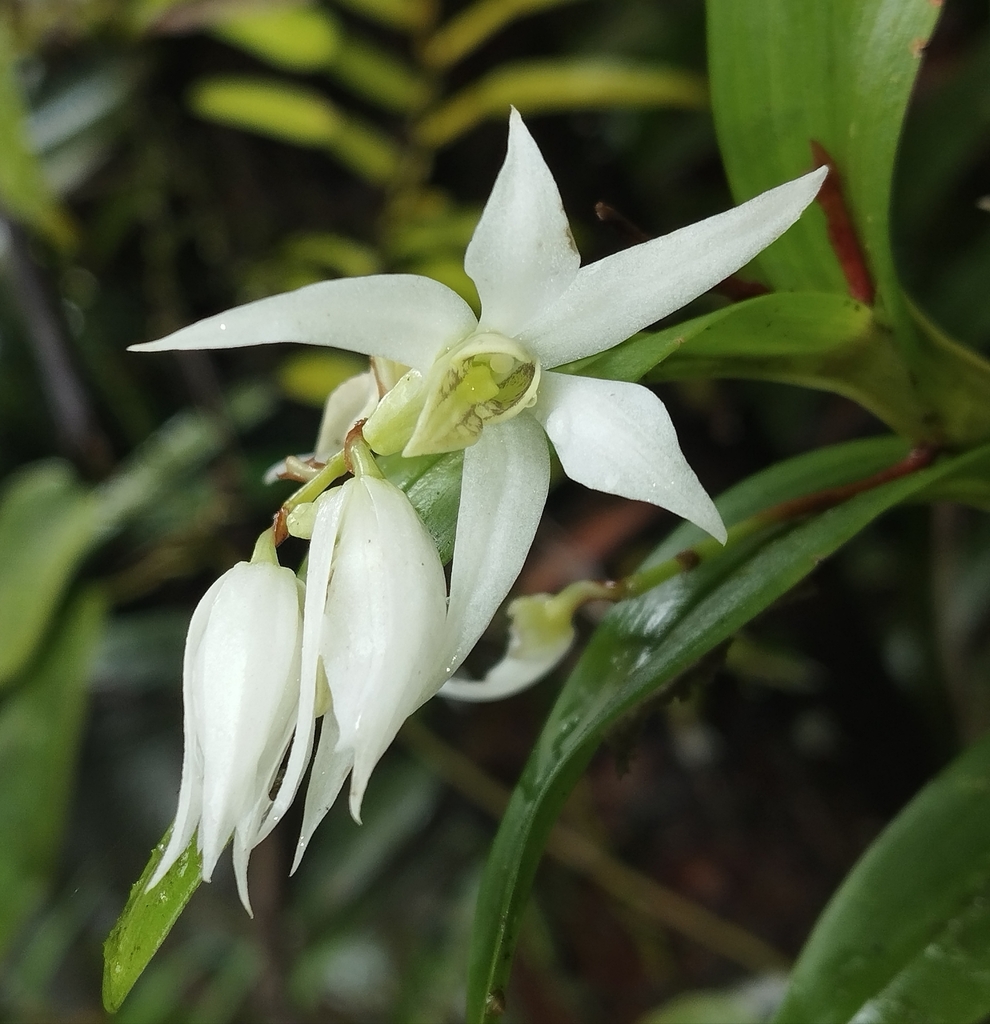 Dendrobium cuspidatum Lindl. 2