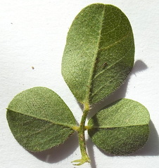 Psoralea hirta