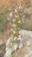 Cenchrus echinatus