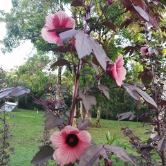 Hibiscus acetosella