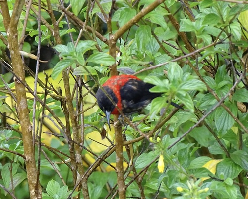 Red-collared Myzomela (Myzomela rosenbergii)