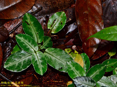 Argostemma hameliifolium