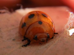 Paropsisterna octomaculata