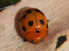 Paropsisterna octomaculata