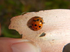 Paropsisterna octomaculata