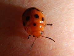 Paropsisterna octomaculata