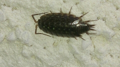 Philoscia affinis