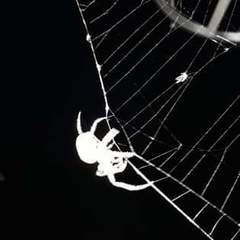 Araneus ventricosus