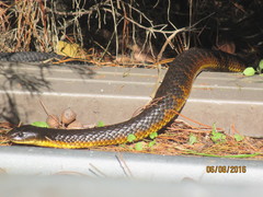 Notechis scutatus occidentalis