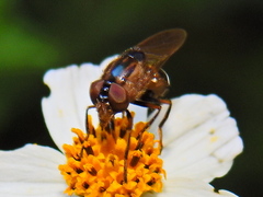 Copestylum chalybescens