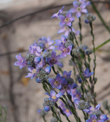 Philotheca nodiflora