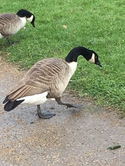 Branta canadensis