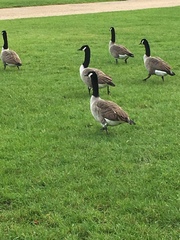 Branta canadensis