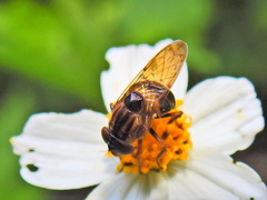 Copestylum chalybescens