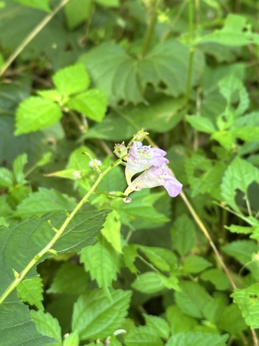 Manchuria balsam (Impatiens furcillata)