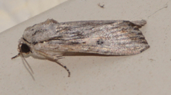 Spodoptera albula